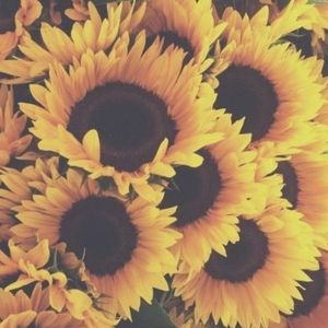 Meet your Posher, Maha